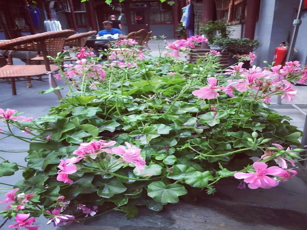 Three Legged Frog Hostel Beijing Eksteriør billede