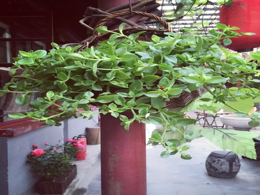 Three Legged Frog Hostel Beijing Eksteriør billede